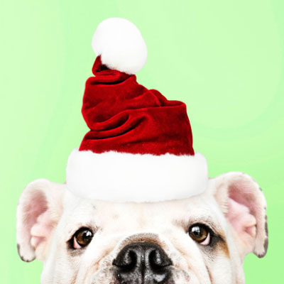 A funny puppy in a santa cap photo