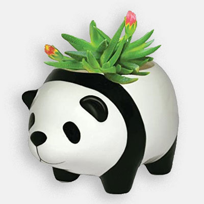 Panda Pot Plant