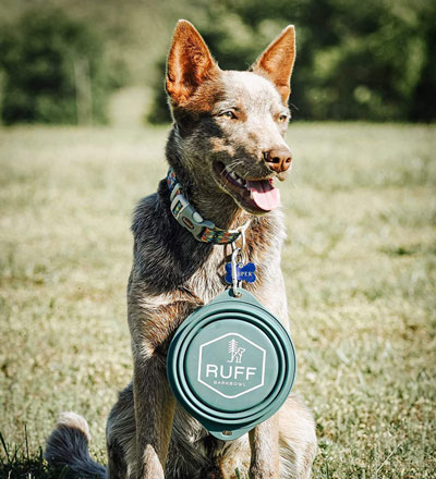 Collapsible Dog Bowl