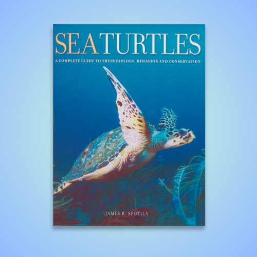 Sea Turtle