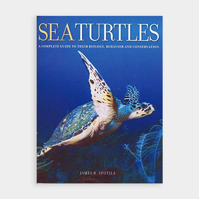 Sea Turtle